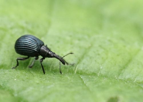 Holotrichapion pisi